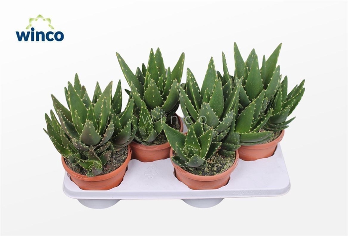 <h4>ALOE VARIEGATA MAGIC</h4>