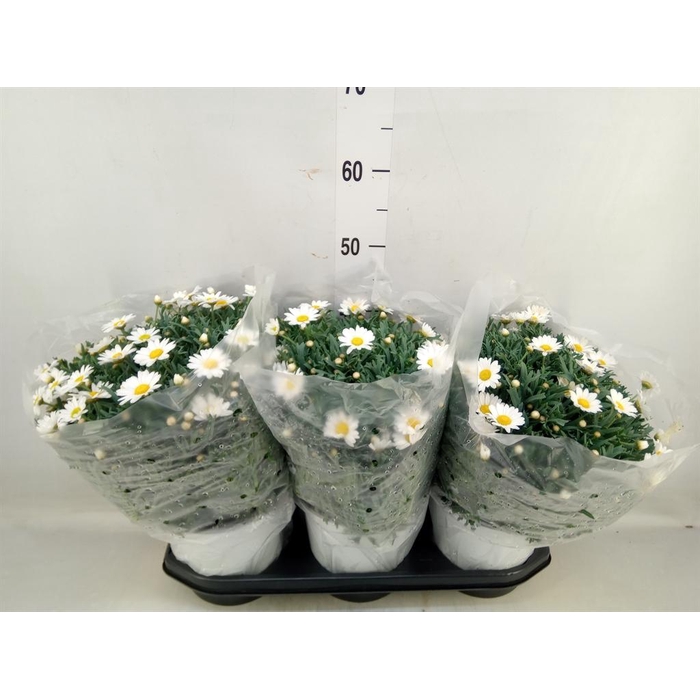 <h4>Argyranthemum   ...</h4>