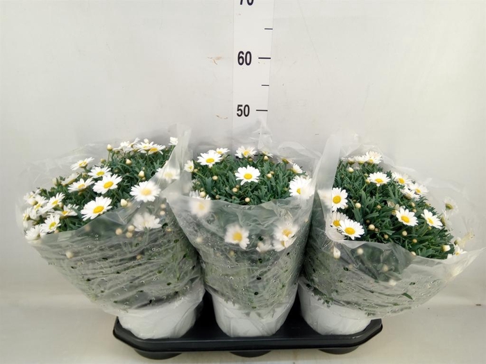 <h4>Argyranthemum   ...</h4>