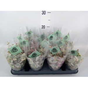 Ceropegia woodii 'Variegata'