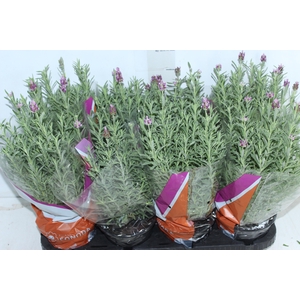 LAVANDULA STOECHAS DEEP ROSE P15