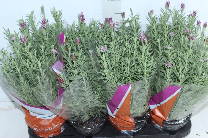 <h4>LAVANDULA STOECHAS DEEP ROSE P15</h4>
