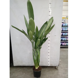 Strelitzia reg.