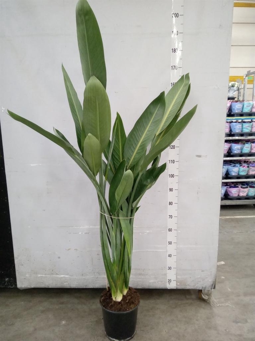 <h4>Strelitzia reg.</h4>