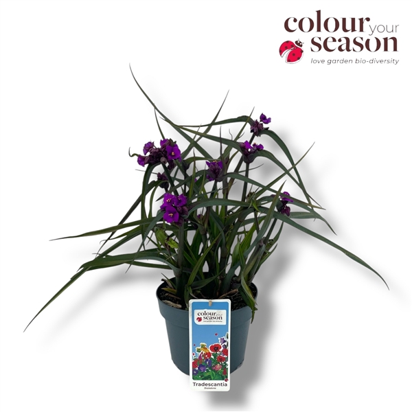 <h4>Tradescantia 'JS Brainstorm'</h4>