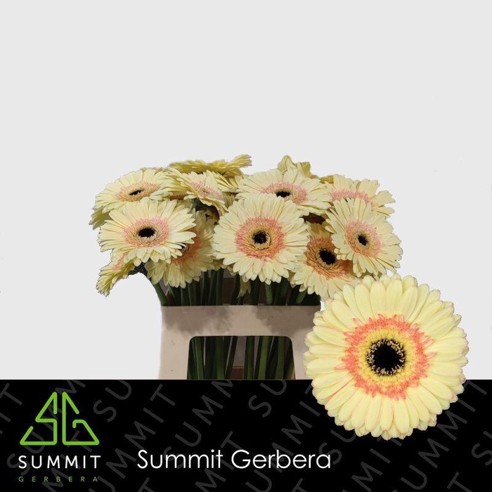 <h4>Gerbera Cartizze Water x40 Lang</h4>
