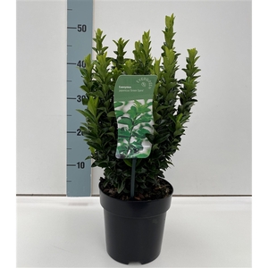 Euonymus jap. 'Green Spire' C2
