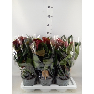Anthurium andr. 'FC Tranquil'