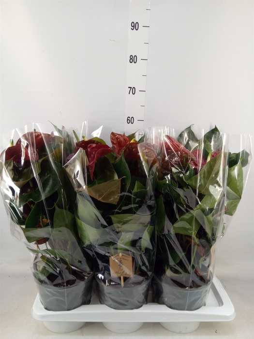 <h4>Anthurium andr. 'FC Tranquil'</h4>