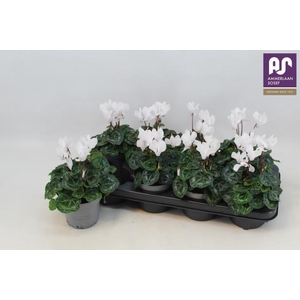 CYCL KL METIS DECORA