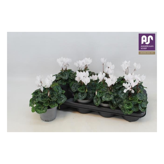 <h4>CYCL KL METIS DECORA</h4>