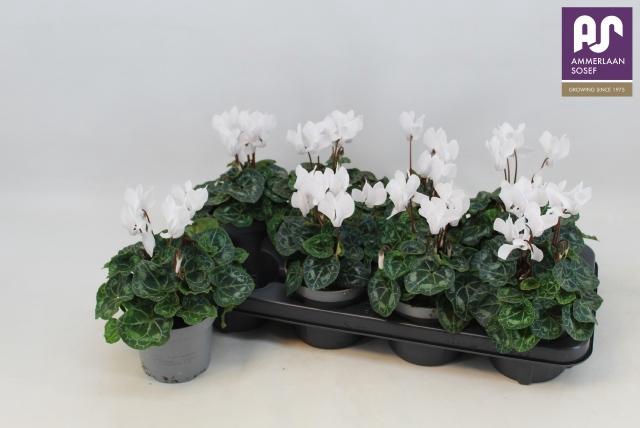 <h4>CYCL KL METIS DECORA</h4>