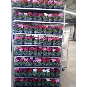 Cyclamen KL 'Verano'