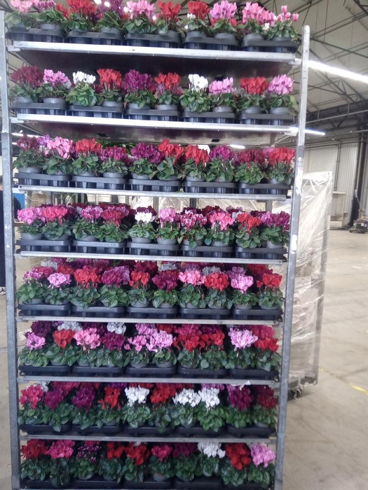 <h4>Cyclamen KL 'Verano'</h4>