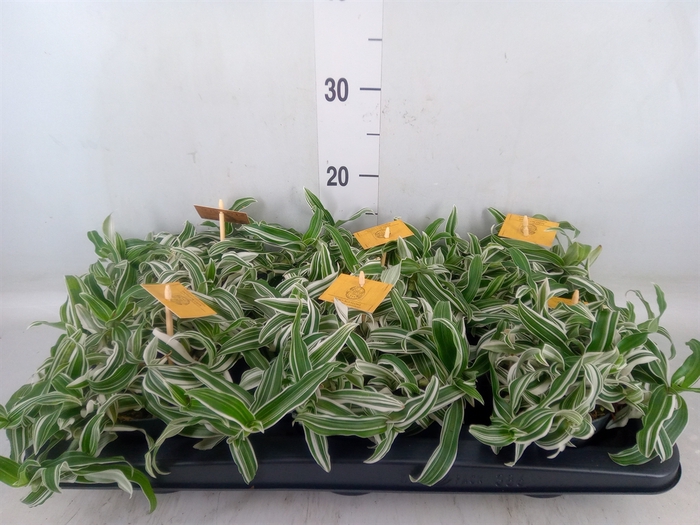 <h4>Murdannia loriformis 'Alba Aquilon'</h4>