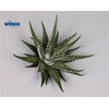 Haworthia Fasc. Big Band Cutfl Wincx-5cm