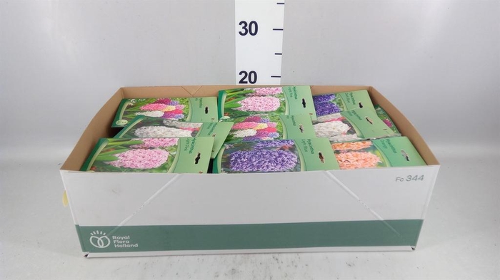 <h4>Hyacinthus   ...flowerbulbs</h4>