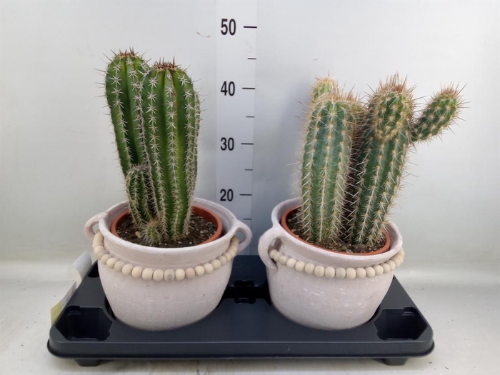 <h4>Cactus   ...</h4>