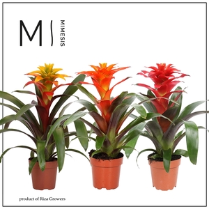Mimesis Guzmania Fiero mix - 12 cm