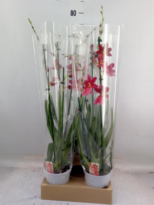 <h4>Burrageara 'Nelly Isler'</h4>