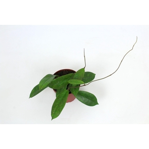 Hoya Finlaysonii (orabella) 12 cm