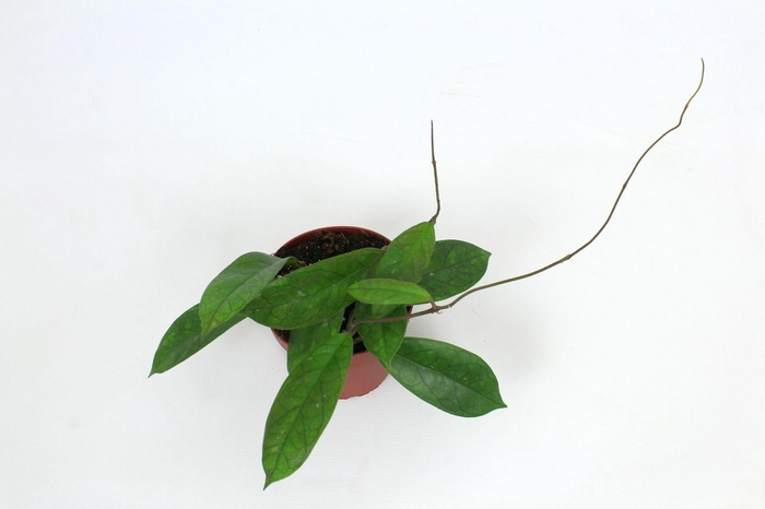 <h4>Hoya Finlaysonii (orabella) 12 cm</h4>
