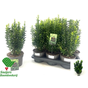 EUONYMUS JA GR SPIRE