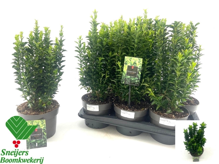 <h4>Euonymus Ja Gr Spire</h4>