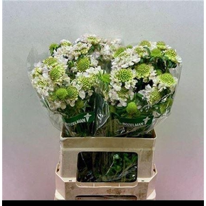 Scab At F Va B Scoop