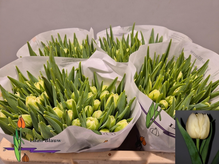 <h4>TU DU VERONA</h4>