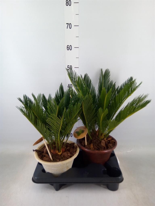<h4>Cycas revoluta</h4>