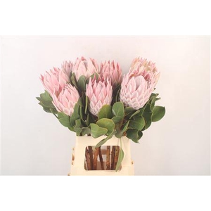 Protea Cynaroides M