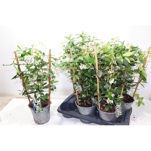 Trac Jasminoides