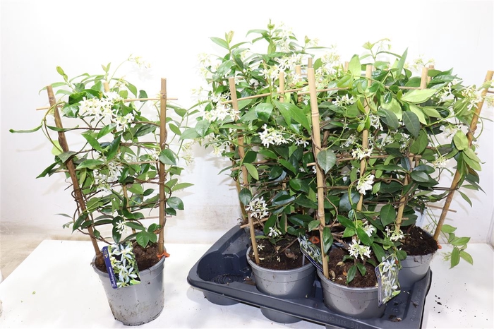 <h4>Trac Jasminoides</h4>