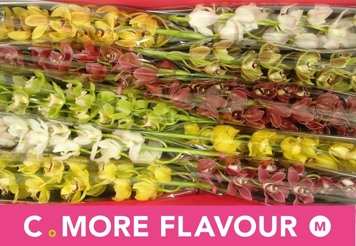 <h4>CYMB MI GEM</h4>