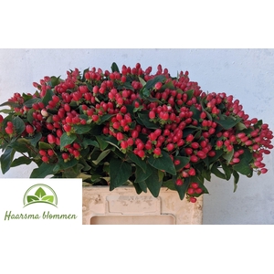 HYP CHERRY DRAMA