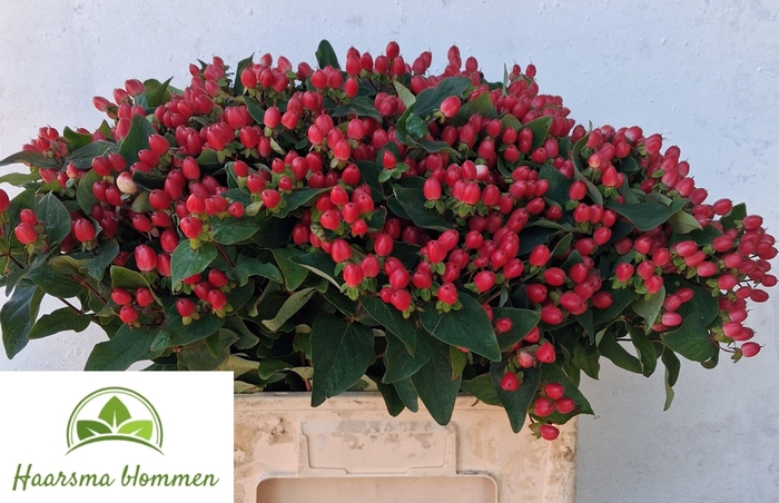 <h4>HYP CHERRY DRAMA</h4>