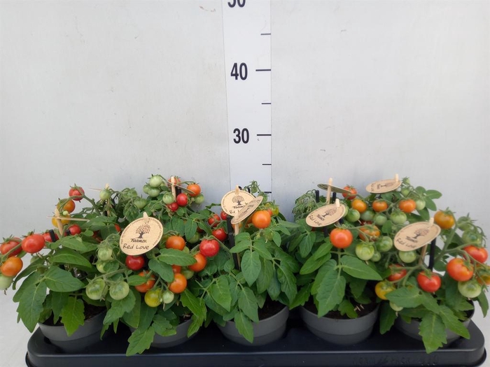 <h4>Solanum lycopersicum   ...</h4>