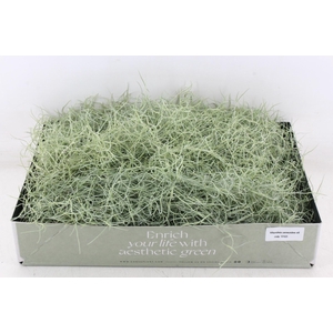 arr3 CP - Usneoides x6