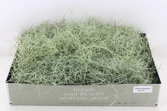 <h4>arr3 CP - Usneoides x6</h4>