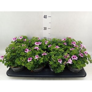 Pelargonium gran.   ..