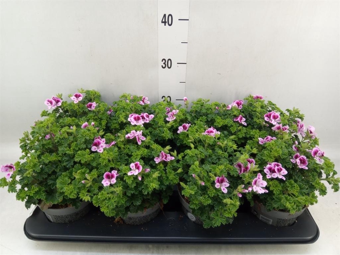 <h4>Pelargonium gran.   ..</h4>