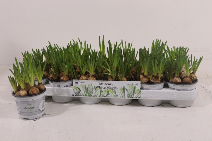 <h4>MUSCAR WHITE MAGIC</h4>