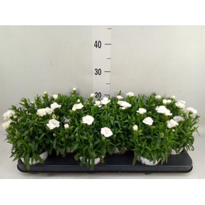 Dianthus  'Oscar White'