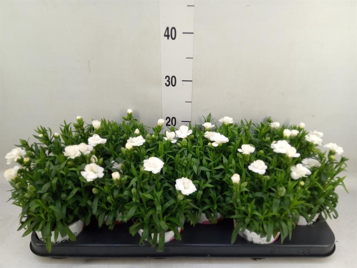 <h4>Dianthus  'Oscar White'</h4>
