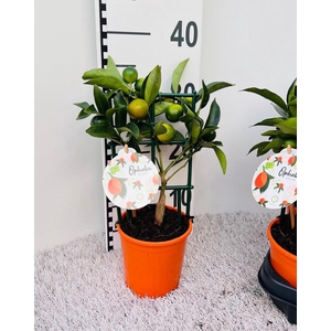 Citrus Kumquat Nagami trellis (s2)