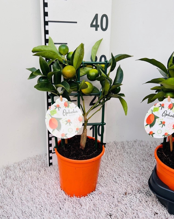 <h4>Citrus Kumquat Nagami trellis (s2)</h4>