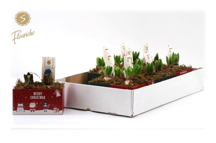 <h4>Arr Hyacinth H%</h4>