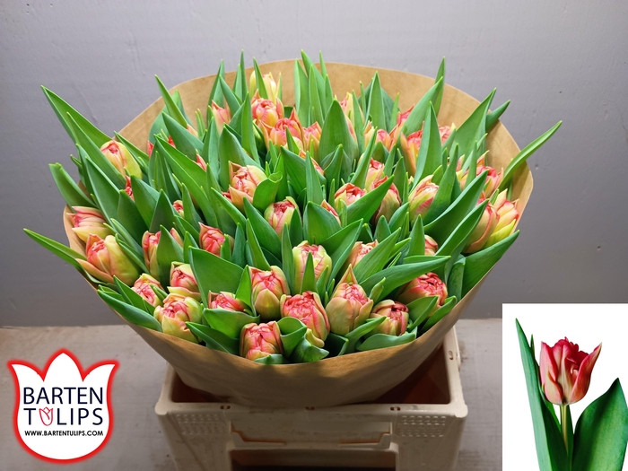 <h4>TU DU DOUBLE TWIST</h4>