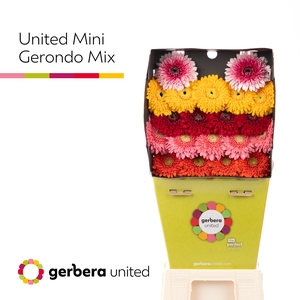 Germini Pomponi Terra gemengd Diamond
